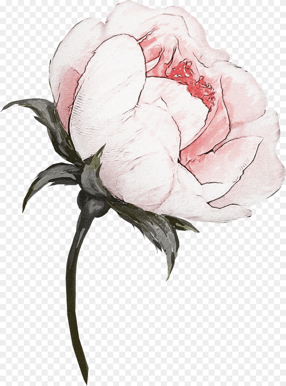 Flower, Plant, Rose, Carnation, Petal Free Png Download