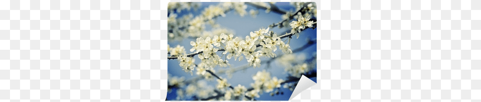 Flower, Plant, Cherry Blossom, Outdoors Free Transparent Png