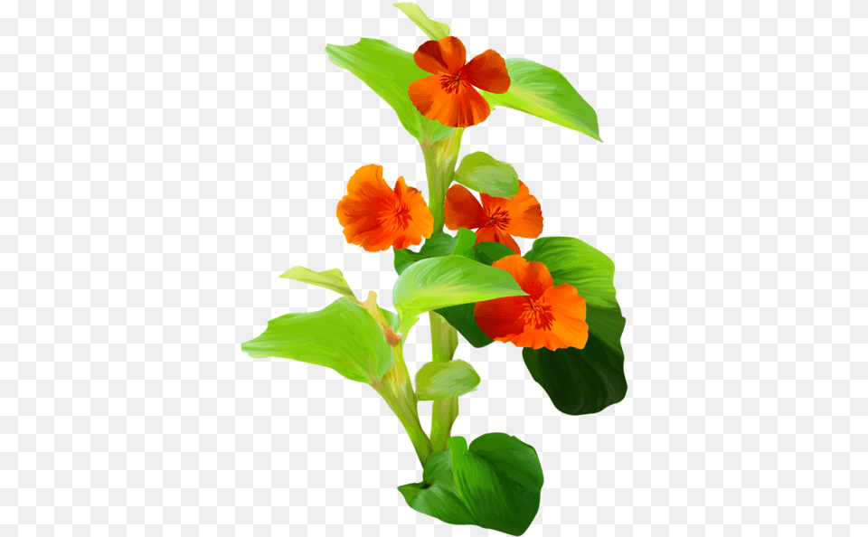 Flower, Plant, Petal, Flower Arrangement Png Image