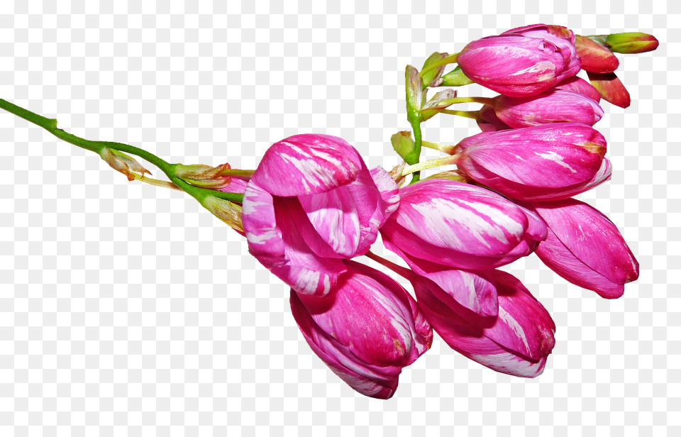 Flower Bud, Geranium, Petal, Plant Free Png