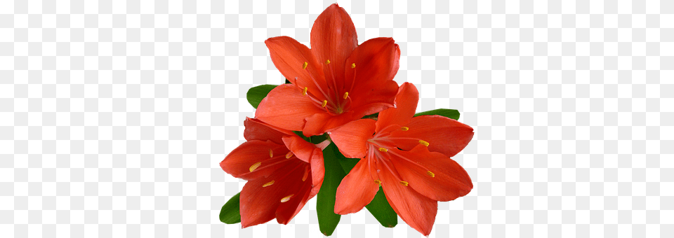 Flower Plant, Geranium Free Png Download