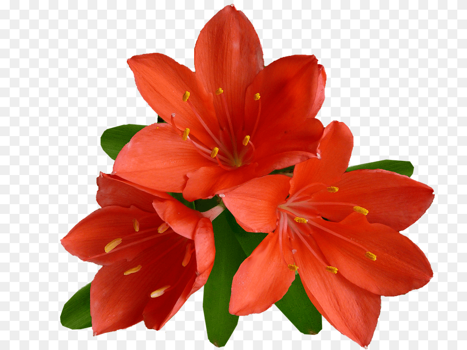 Flower Plant, Geranium, Lily Free Png