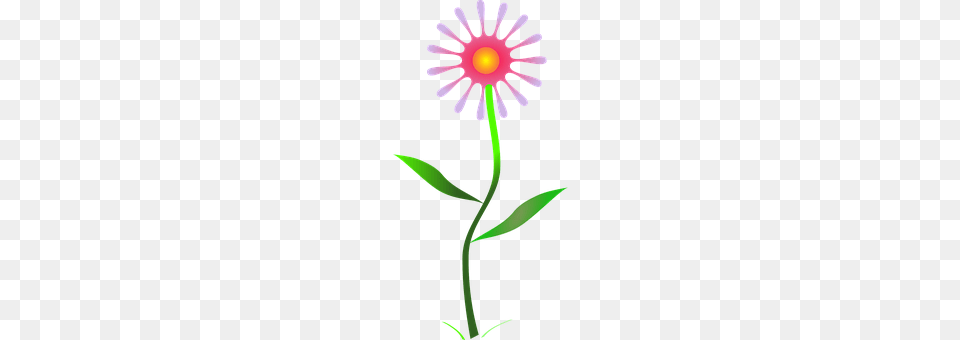 Flower Daisy, Plant, Petal Free Transparent Png