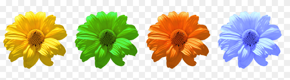 Flower Anemone, Daisy, Petal, Plant Free Transparent Png