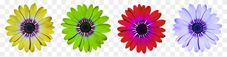 Flower Daisy, Plant, Purple, Petal Png Image