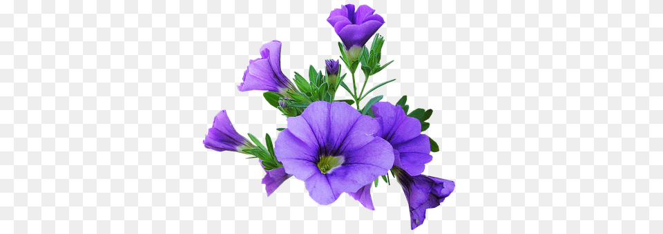 Flower Geranium, Plant, Purple, Acanthaceae Free Png Download