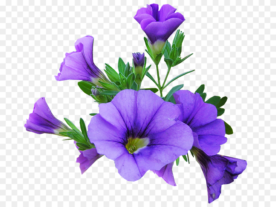 Flower Geranium, Plant, Acanthaceae, Purple Png Image