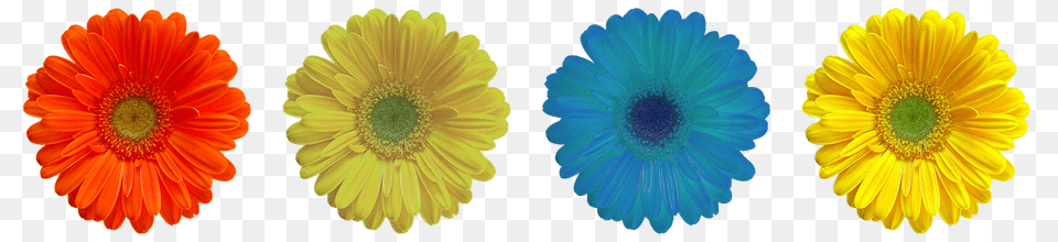 Flower Daisy, Petal, Plant, Anemone Free Transparent Png