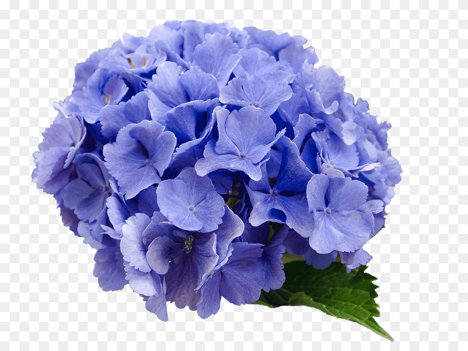 Flower Geranium, Plant, Flower Arrangement, Flower Bouquet Free Png