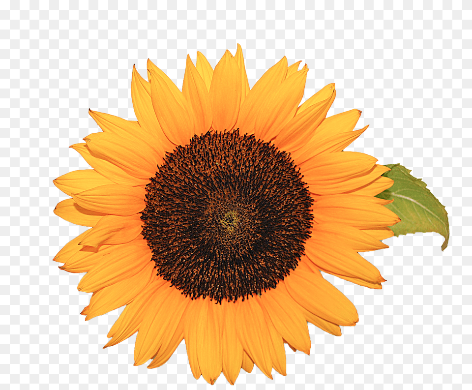 Flower Plant, Sunflower, Daisy Png Image