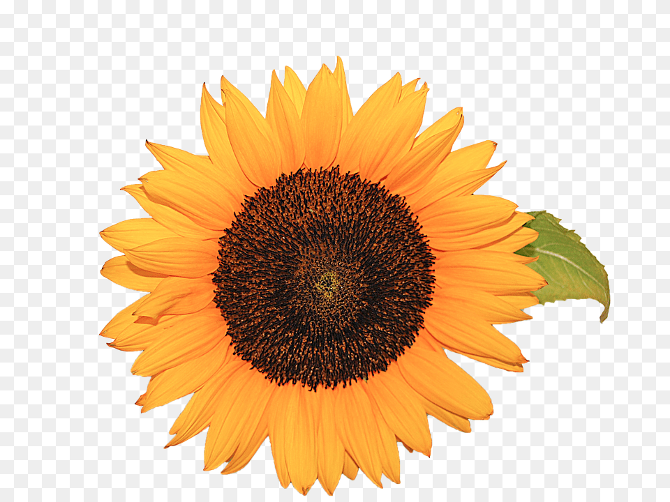 Flower Plant, Sunflower, Daisy Png