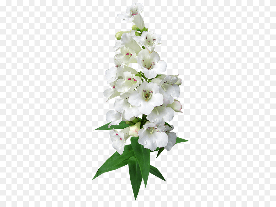 Flower Plant, Gladiolus Free Png Download