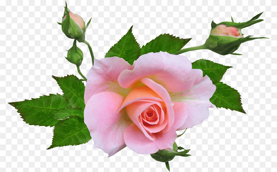 Flower Plant, Rose Free Png