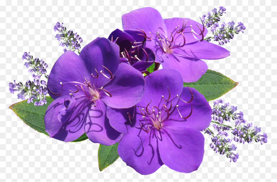 Flower Geranium, Plant, Purple, Pollen Png Image