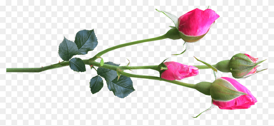 Flower Bud, Plant, Rose, Sprout Png