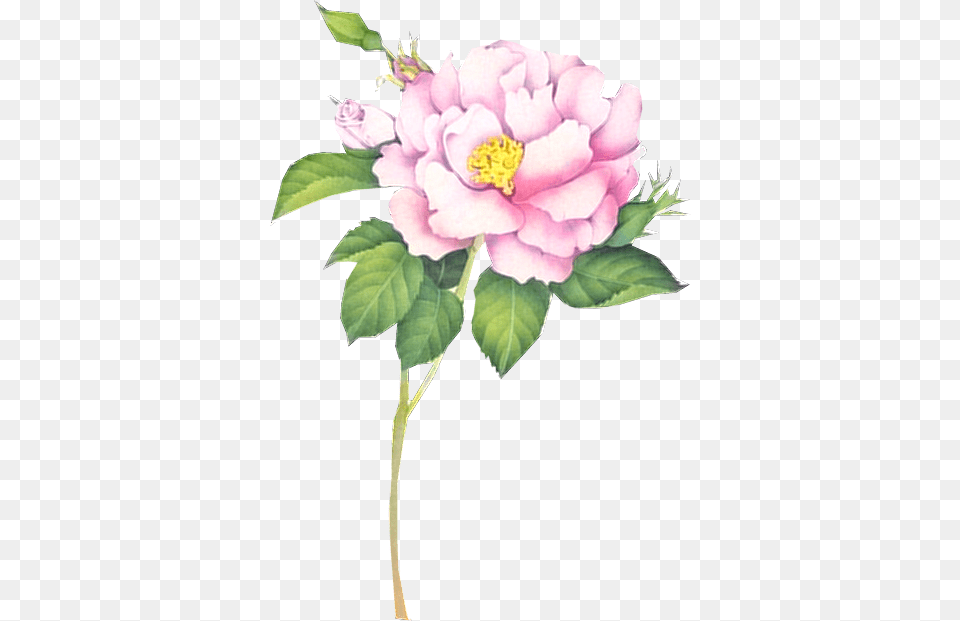 Flower 3 Tuckdb Org Flower, Plant, Rose, Petal, Anemone Png Image