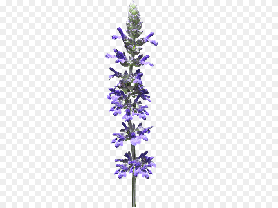 Flower Plant, Acanthaceae, Purple, Iris Free Transparent Png