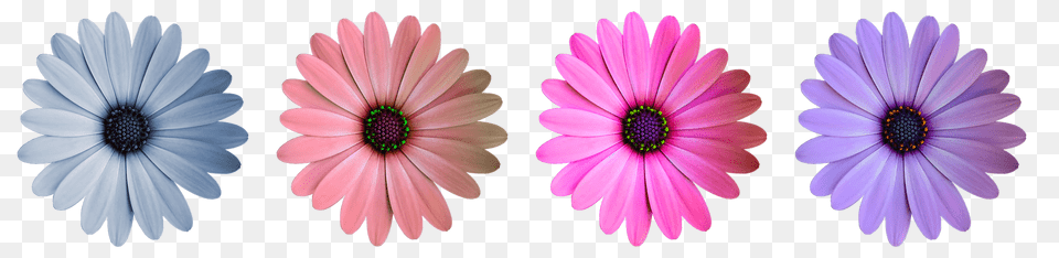 Flower Anemone, Daisy, Petal, Plant Free Png