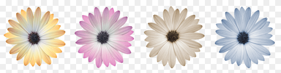 Flower Daisy, Plant, Petal, Anemone Free Png