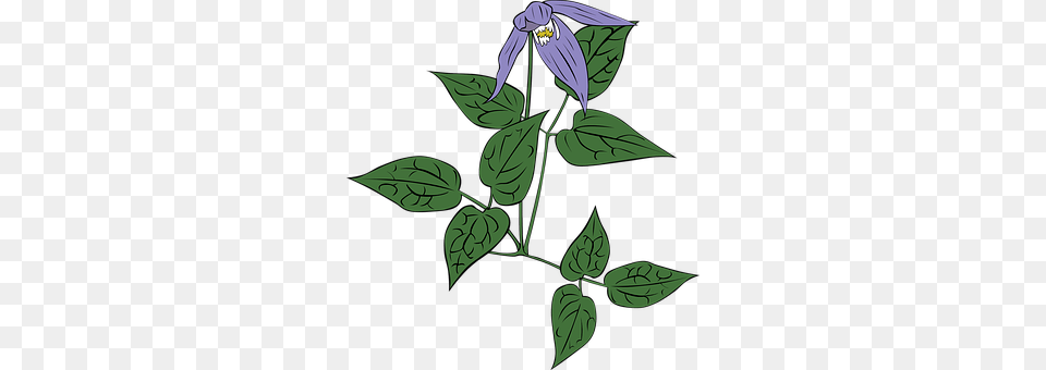Flower Acanthaceae, Leaf, Plant, Person Png Image