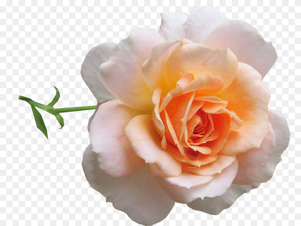 Flower Plant, Rose, Petal Free Png Download