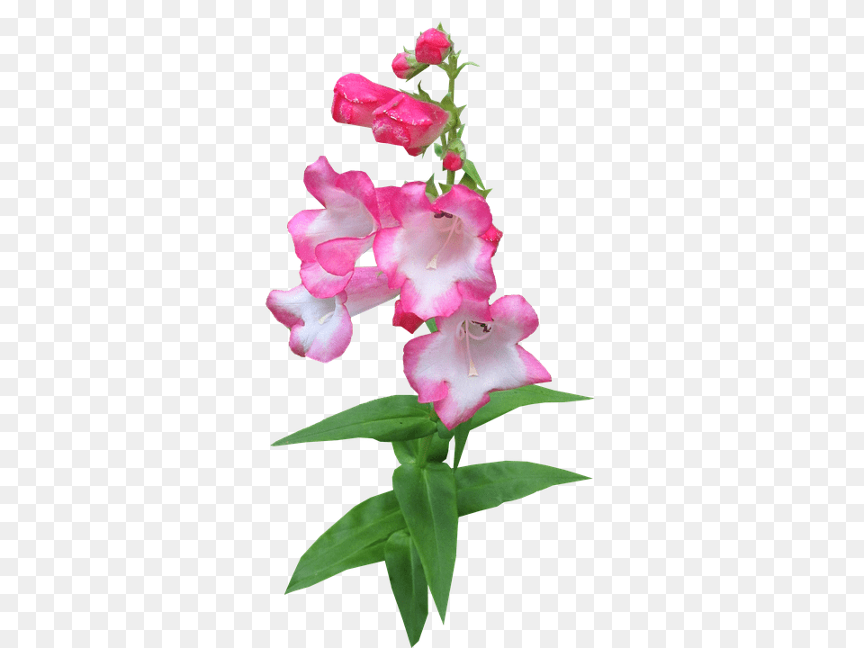 Flower Plant, Person, Petal, Gladiolus Png Image