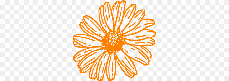 Flower Daisy, Plant, Anther, Person Free Transparent Png