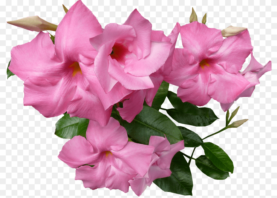 Flower Geranium, Plant, Petal, Rose Free Png Download