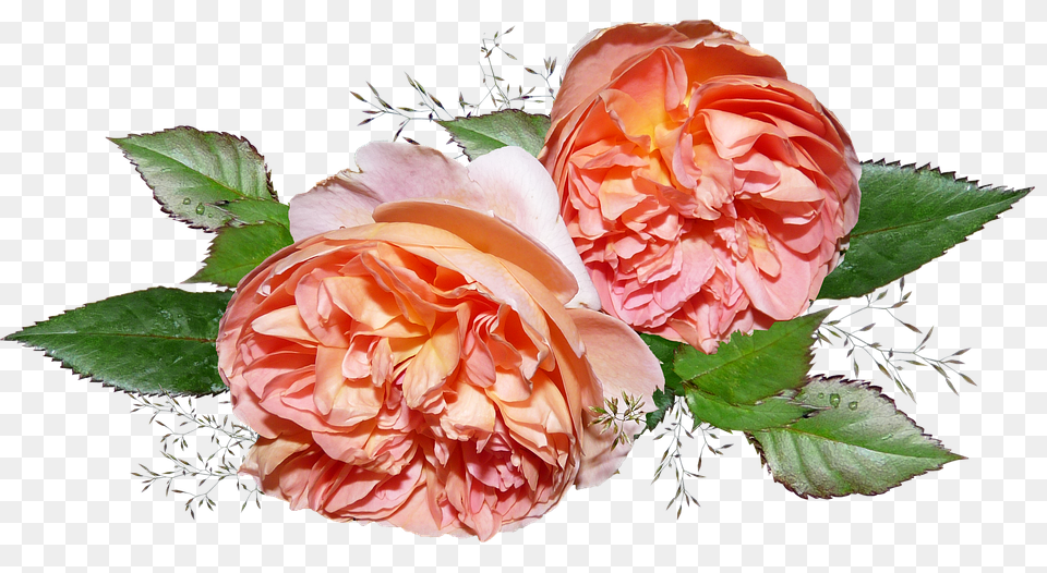 Flower Flower Arrangement, Flower Bouquet, Plant, Rose Free Png Download