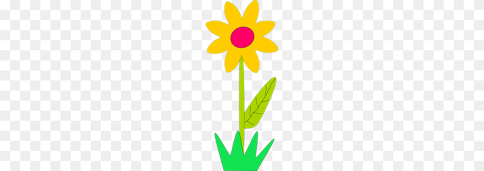 Flower Daffodil, Daisy, Plant, Cross Png Image