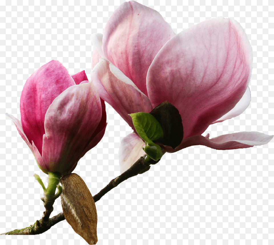 Flower Bud, Geranium, Petal, Plant Png Image