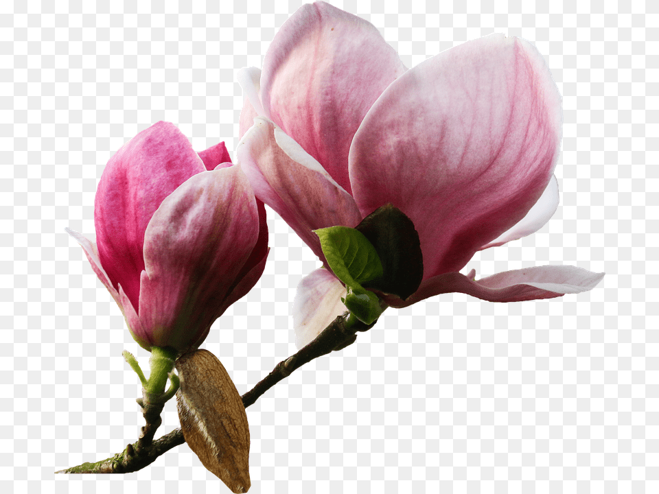 Flower Bud, Geranium, Petal, Plant Png Image