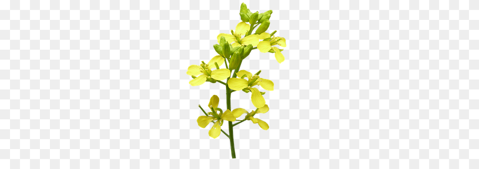 Flower Anther, Plant, Food, Mustard Png Image