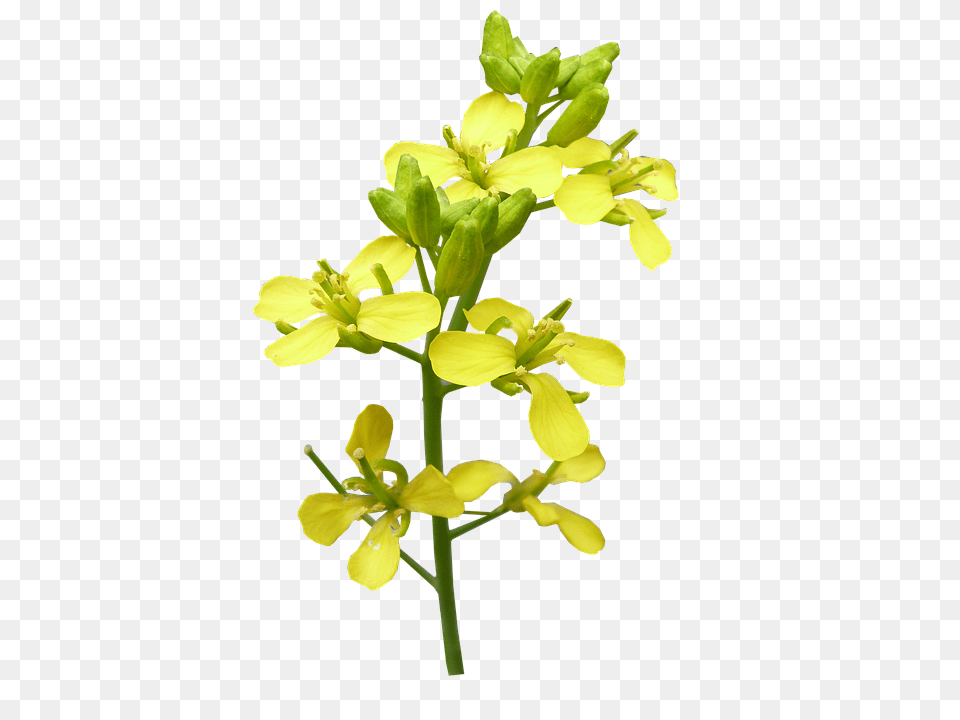Flower Anther, Plant, Food, Mustard Free Png