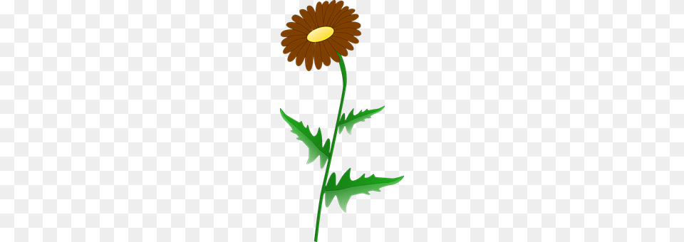Flower Daisy, Plant Free Png Download