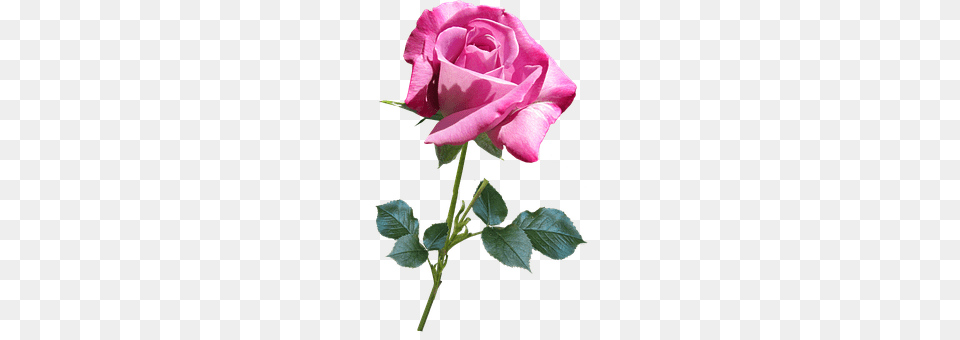 Flower Plant, Rose, Person Free Transparent Png