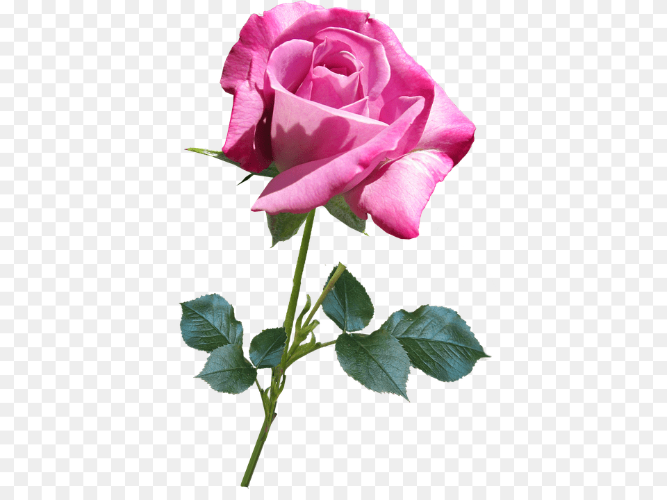 Flower Plant, Rose Free Png Download