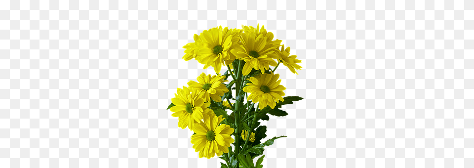 Flower Daisy, Flower Arrangement, Flower Bouquet, Plant Png