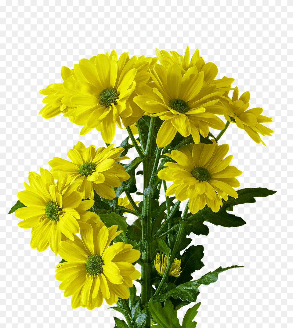 Flower Daisy, Flower Arrangement, Flower Bouquet, Plant Png Image