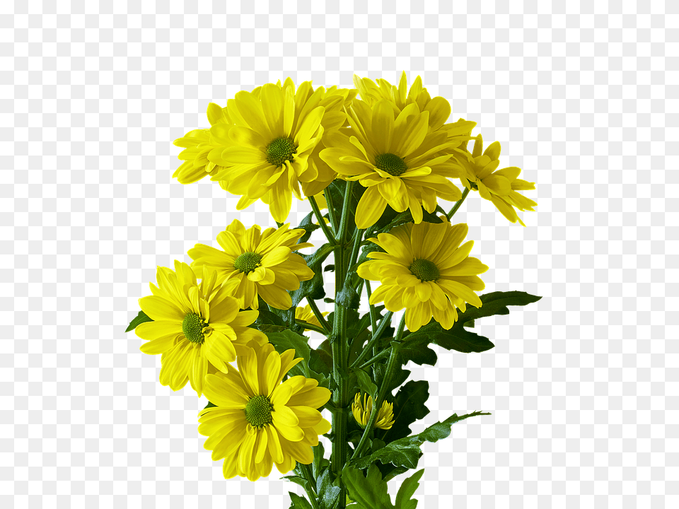 Flower Daisy, Flower Arrangement, Flower Bouquet, Plant Free Png Download