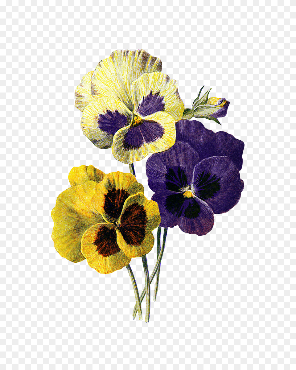 Flower Plant, Geranium, Pansy Free Png Download