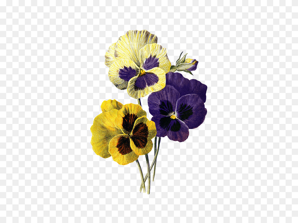 Flower Plant, Geranium, Pansy Png