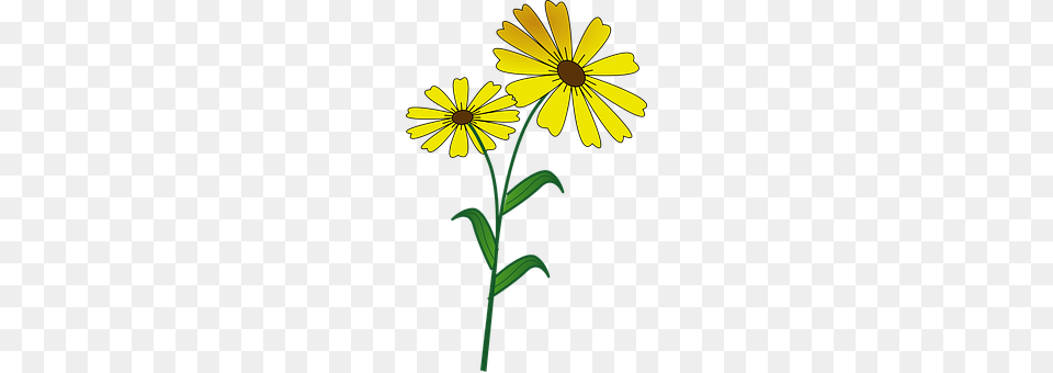 Flower Daisy, Plant, Petal Png Image