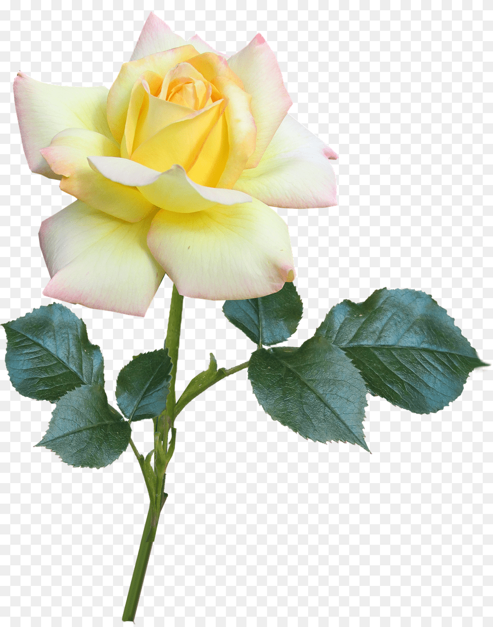 Flower Plant, Rose Free Png