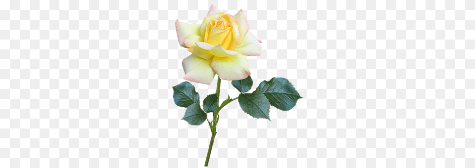 Flower Plant, Rose Free Png Download