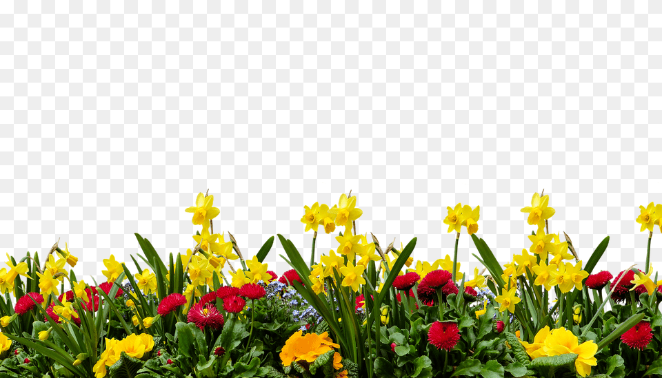 Flower Geranium, Petal, Plant, Daffodil Free Transparent Png