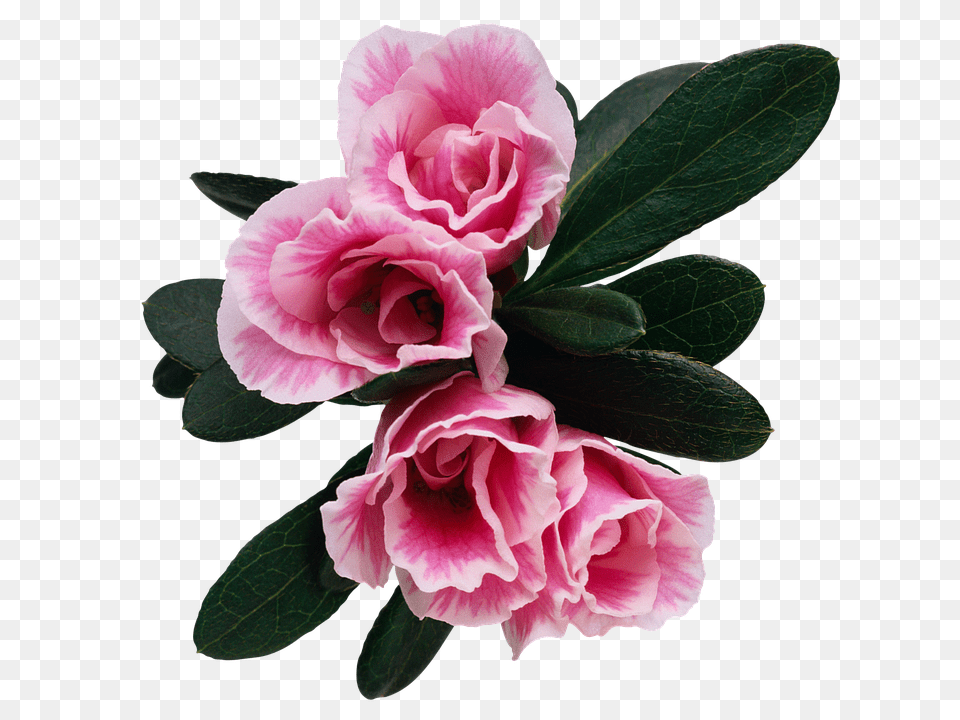 Flower Geranium, Petal, Plant, Rose Free Transparent Png