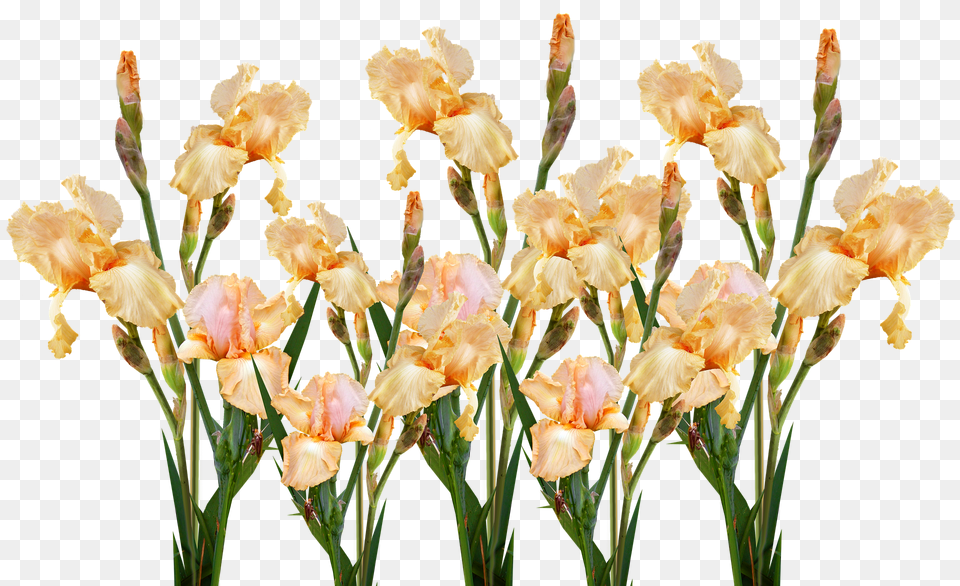 Flower Iris, Petal, Plant, Gladiolus Png Image