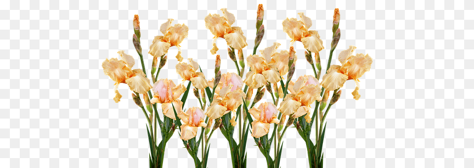 Flower Iris, Plant, Petal, Person Free Png Download