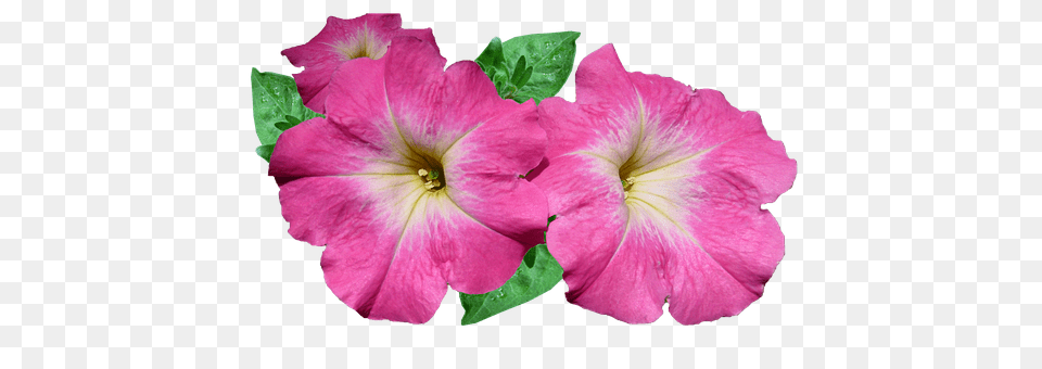 Flower Geranium, Plant, Petal, Hibiscus Png